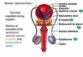 prostate and reproductive system support